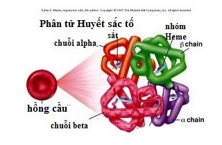 Đại cương về thalassemia